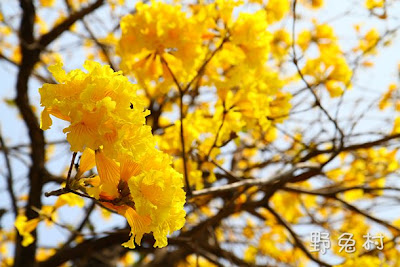 [台南-花木] 府城盡帶黃金花