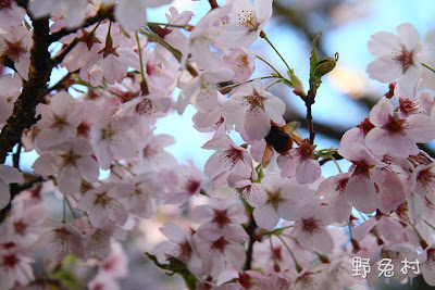 [嘉義-景點] 2011阿里山櫻花季尾聲