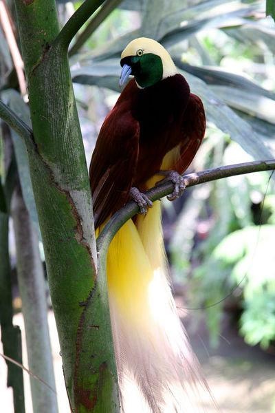 Birds of Paradise 