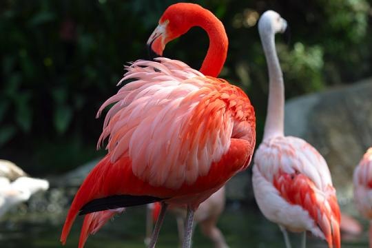 Flamingo Flamingo