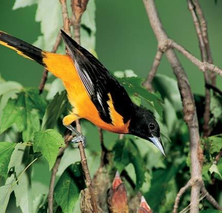 Northern Oriole Northern Oriole