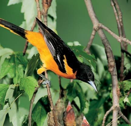 Northern Oriole 