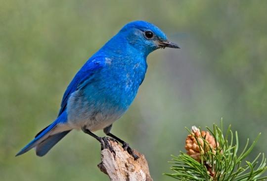 Mountain Bluebird 