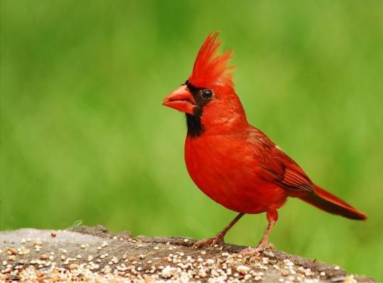 Northern Cardinal Northern Cardinal