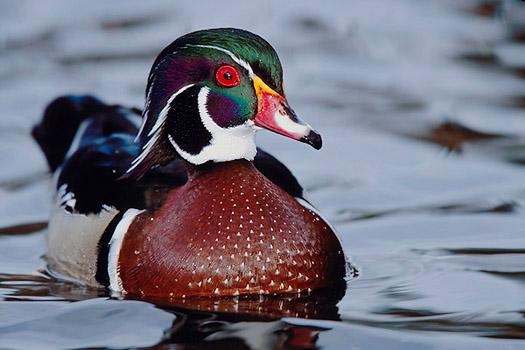 Wood Duck 