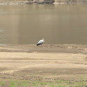 Yellow-billed Stork