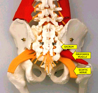 piriform s muscle and sciatic
