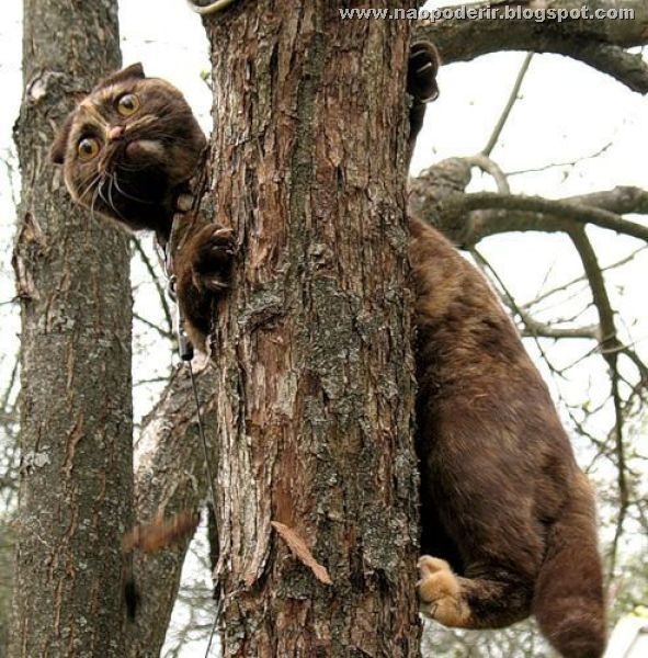 animais (37)