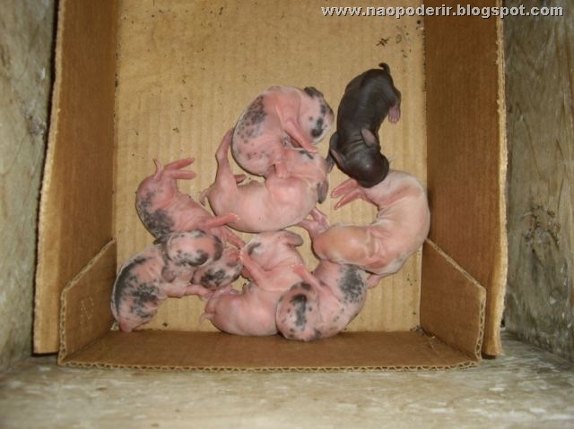 animais (41)