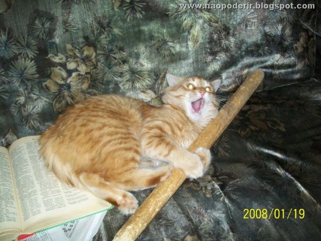 animais (18)