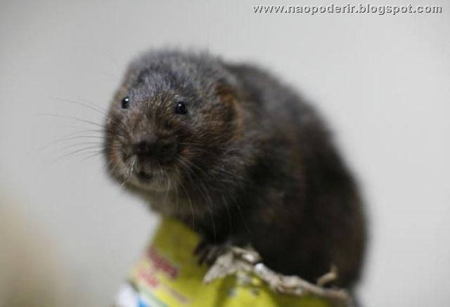 animais (16)