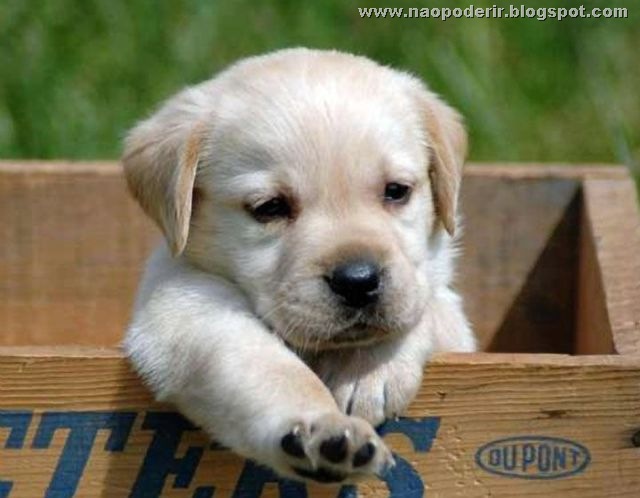 animais (11)