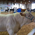Cattle judging barn