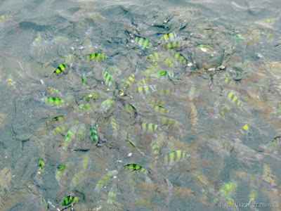 Phi Phi Islands II picture phuket escapade photo
