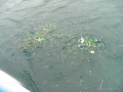 Phi Phi Islands II picture phuket escapade photo