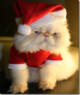 Cat-In-Santa-Hat