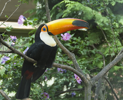 Toucan