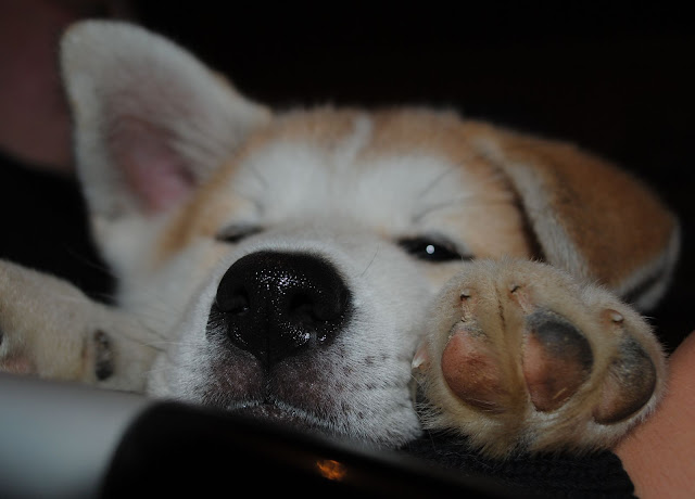 Размещенное изображение