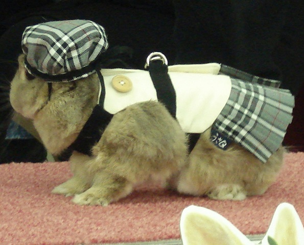 [bunny[6].jpg]