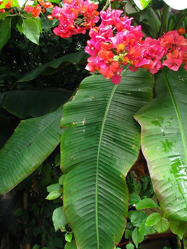 雨打芭蕉