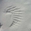 Bird wing print