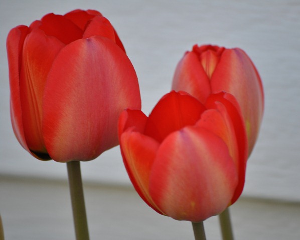 [DSC_13784.jpg]