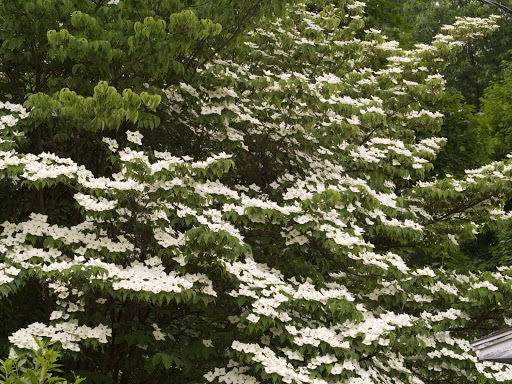 Kousa+dogwood+berries+recipe