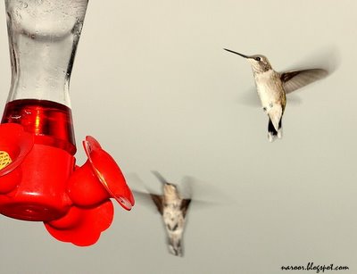 HummingBird - in Zion Canyon National park