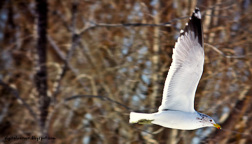 Flying bird wheelers farm utah - Ratish Naroor Digital Photography