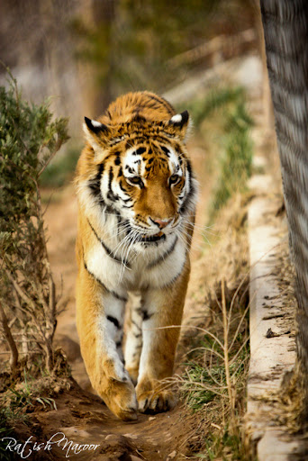 Utah Hogle zoo Siberian tiger