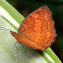 Angled Castor