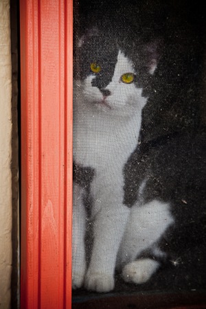 [BillTheCat-091021-2115v[12].jpg]