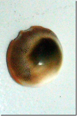IMG00125-20110519-1011