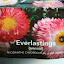 Everlastings - Rhodanthe chlorocephala SSP. Rosea