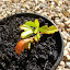 Wedge-leaf Hop Bush - Dodonaea viscosa
