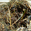 Rough Spear Grass - Austrostipa scabra   