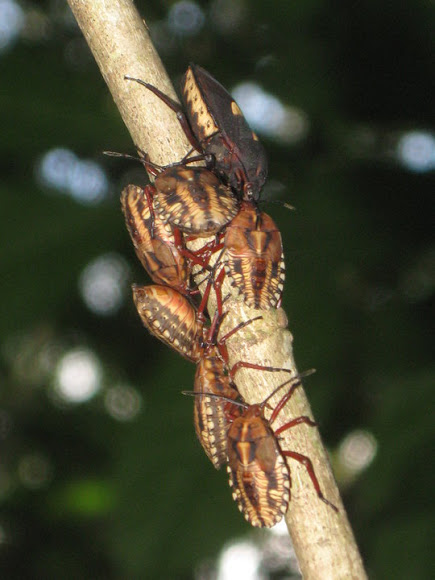 Spotting Image 1