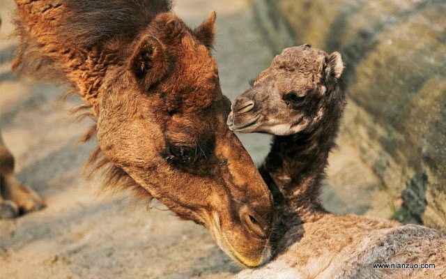 动物园的小宝宝们-强烈推荐 骆驼母子