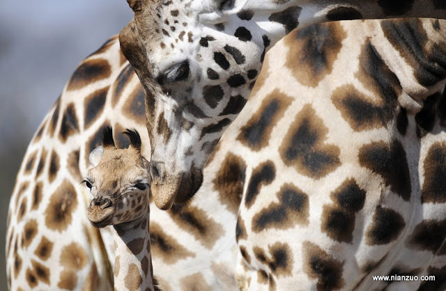 动物园的小宝宝们-强烈推荐 长颈鹿,长颈鹿