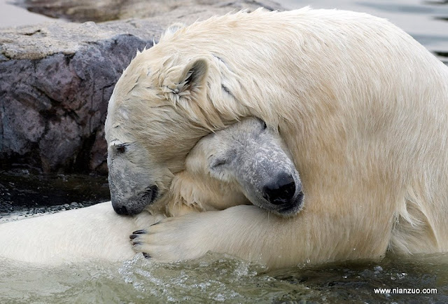 动物园的小宝宝们-强烈推荐 一见钟情，真的，这是二位第一次相见，而且一男一女,北极熊