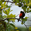 Passerini's Tanager