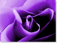 jw-purple-rose-1024x768