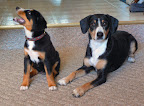 Bay & Moirae 12 wks (crop).JPG