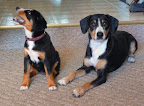 Bay & Moirae 12 wks (crop).JPG