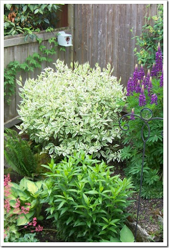 Pruning+red+twig+dogwood+bushes