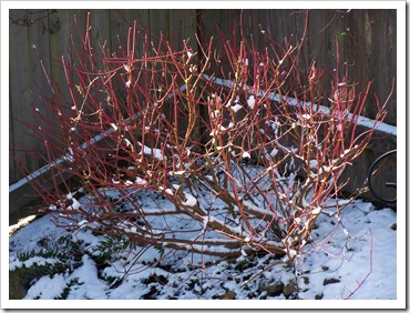 Variegated+red+twig+dogwood+bush