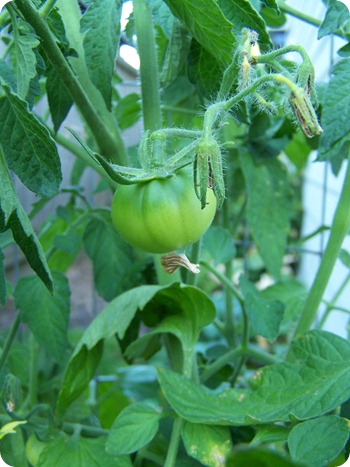 August 18 2010 (17)