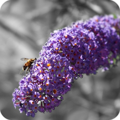 [beeandbutterflybush[5].jpg]
