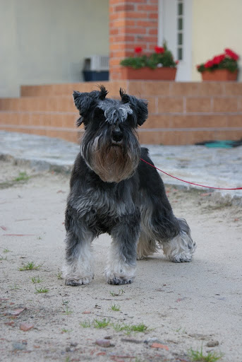 Champ OLSEN Bella Fraga DSC00765