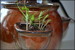 doomed dill doomed dill